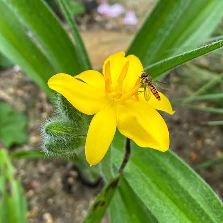 African Star Hypoxis Flower Seeds – Hypoxis hemerocallidea for Botanical Gardens
