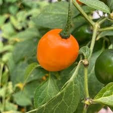 Mix Rocoto Manzano – Mixed Vegetable Seeds