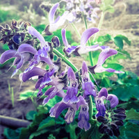 Salvia miltiorrhiza botanical garden seeds for garden beds and containers