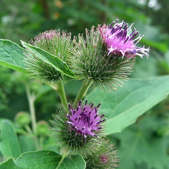 Burdock Gobo Arctium lappa Japanese root vegetable with long brown taproots, pale interior flesh, and broad green leaves