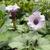 Mranaha Datura ornamental plant seeds identified as Datura fastuosa