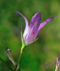 Rapunzel Rampion Seeds – Campanula rapunculus Planting Seeds