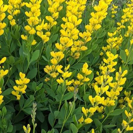 Baptisia tinctoria Seeds – Wild Indigo Flowering Perennial