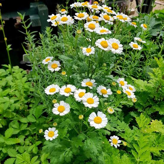Feverfew Tanacetum parthenium plant showing finely divided green foliage and white flowers with yellow centers.