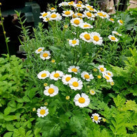 Feverfew Tanacetum parthenium plant showing finely divided green foliage and white flowers with yellow centers.