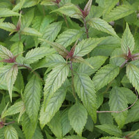 Chinese Mint Mentha haplocalyx herb seeds for home garden cultivation