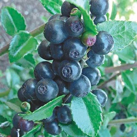 Vaccinium ovatum Seeds – Blue Evergreen Huckleberry Fruit Shrub