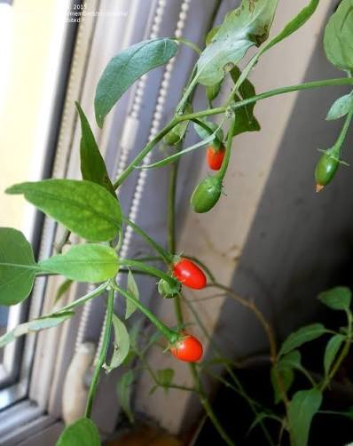 Puta Madre Pepper Planting Seeds – Capsicum chacoense Garden Seeds