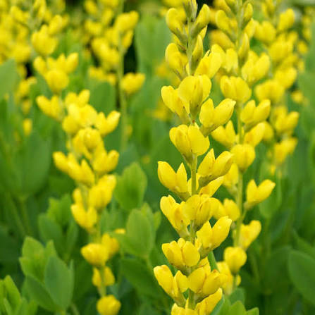 Yellow Wild Indigo Baptisia tinctoria perennial flowering plant with delicate yellow pea-shaped flowers, blue-green foliage, and a rounded bushy growth habit