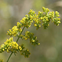 Galium verum Lady’s Bedstraw flowering plant with slender green foliage and yellow flower clusters