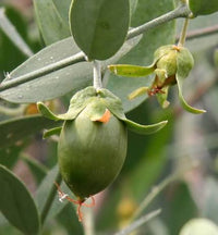 Jojoba Seeds, Simmondsia chinensis for Desert and Landscape Gardens