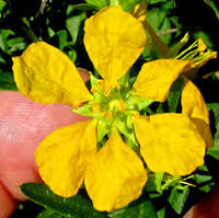 Heimia, Heimia salicifolia Seeds for Botanical and Landscape Gardens