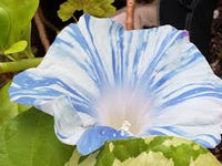 Mountain Stream Keiryu – Garden Flower Seeds