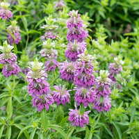 Lemon Bergamot Monarda citriodora Seeds for Herb Gardens and Home Garden Planting