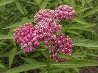 Butterfly Weed – Hummingbird Attracting Wildflower Seeds