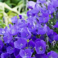 Bellflower Willow Peach Lived Blue Campanula Persicifolia – Perennial Flower Seeds