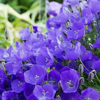 Bellflower Willow Peach Lived Blue Campanula Persicifolia – Perennial Flower Seeds