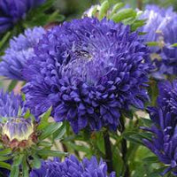 Aster Pompon Light Blue Callistephus Chinensis – Dwarf Pompon Garden Flower Seeds