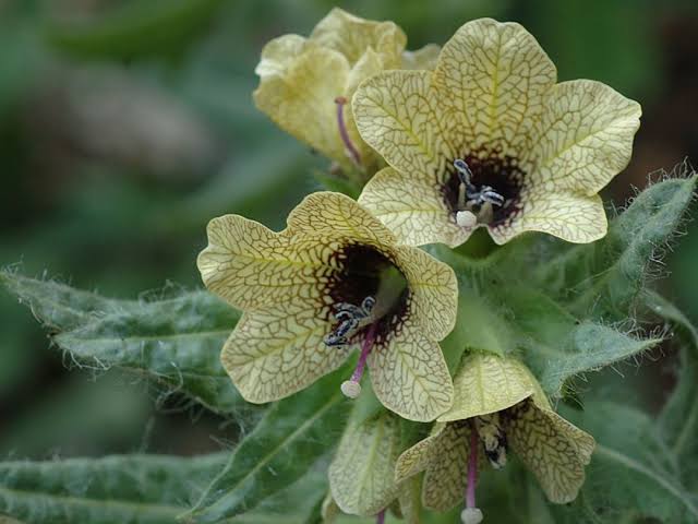 Organic Black Henbane Seeds, Hyoscyamus niger for Ornamental Planting