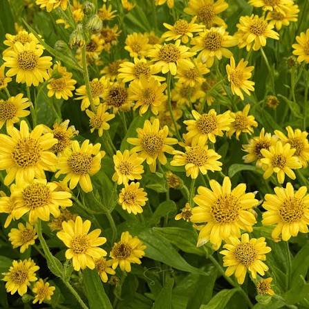 Arnica chamissonis flowering plant with yellow daisy-like blooms