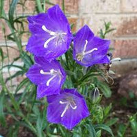 Bellflower Willow Peach Lived Blue Campanula Persicifolia – Perennial Flower Seeds