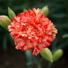 Carnation Chabaud Avranchin Dianthus Caryophyllus – Dwarf Garden Flower Seeds