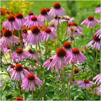 Essential Medicinals Echinacea angustifolia Narrow-Leaved Coneflower product