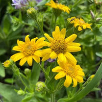 Meadow Arnica Arnica chamissonis seeds for perennial garden planting