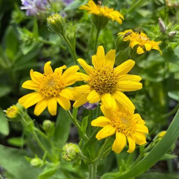 Meadow Arnica Arnica chamissonis seeds for perennial garden planting