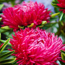 Aster Milady Scarlet Red Dwarf Callistephus Chinensis – Compact Garden Flower Seeds