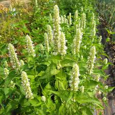 Anise Hyssop Snow White Spike Agastache Foeniculum – Elegant Herb & Flower Seeds