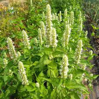 Anise Hyssop Snow White Spike Agastache Foeniculum – Elegant Herb & Flower Seeds