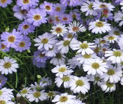 Brachycome Mixed Colors Brachycome Iberidifolia – Compact Flower Garden Seeds