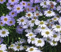 Brachycome Mixed Colors Brachycome Iberidifolia – Compact Flower Garden Seeds