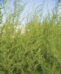 Sweet Annie Artemisia annua seeds for home garden planting