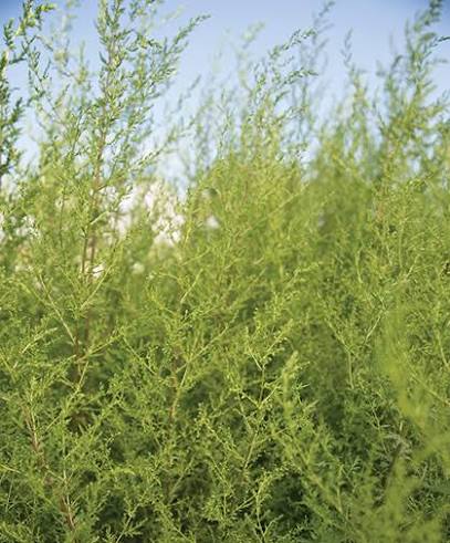 Sweet Annie Artemisia annua seeds for home garden planting