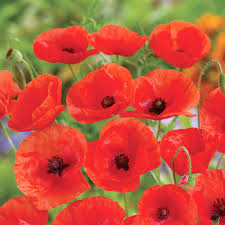 Hayflower Mixed Seeds for Meadow Gardens and Pasture Planting