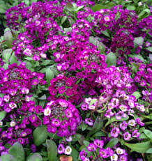 Alyssum Purple Royal Carpet Lobularia Maritima – Perennial Groundcover Flower Seeds