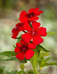 Red Drummond Phlox – Colorful Wildflower Garden Seeds