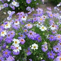 Brachycome Mixed Colors Brachycome Iberidifolia – Compact Flower Garden Seeds