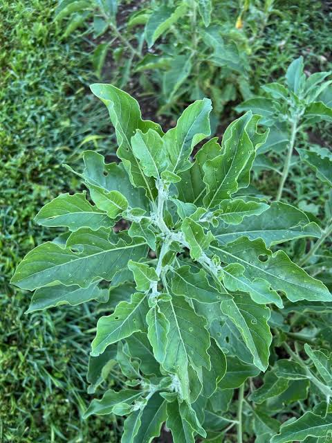 African Ecotype Withania somnifera Ashwagandha seeds for planting