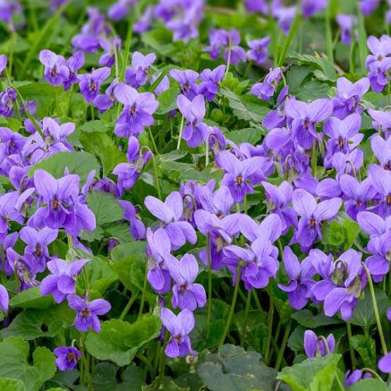 Heartsease Violet, Viola tricolor Seeds for Ornamental Flower Gardens