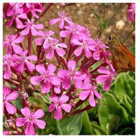 Nodding Catchfly – Hardy Wildflower Garden Seeds