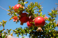Punica Granatum Pomegranate Edible Fruit Shrub Tree Ornamental – Fruit