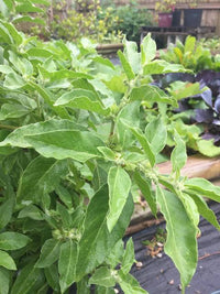 Withania somnifera plant with green foliage in a garden setting