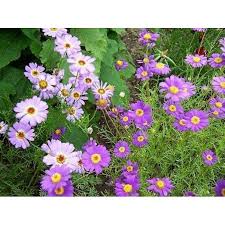 Brachycome Mixed Colors Brachycome Iberidifolia – Compact Flower Garden Seeds