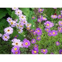 Brachycome Mixed Colors Brachycome Iberidifolia – Compact Flower Garden Seeds