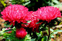 Aster Milady Scarlet Red Dwarf Callistephus Chinensis – Compact Garden Flower Seeds