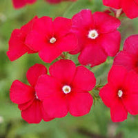 Red Drummond Phlox – Colorful Wildflower Garden Seeds
