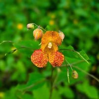 Spotted Touch-Me-Not Impatiens capensis wildflower with hanging orange flowers, reddish-brown spots, soft green leaves, and branching stems